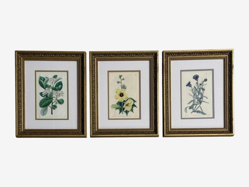 Traditional Wall Decor, Framed Floral Botanicals, Giltwood Frame, 19th c. - 2