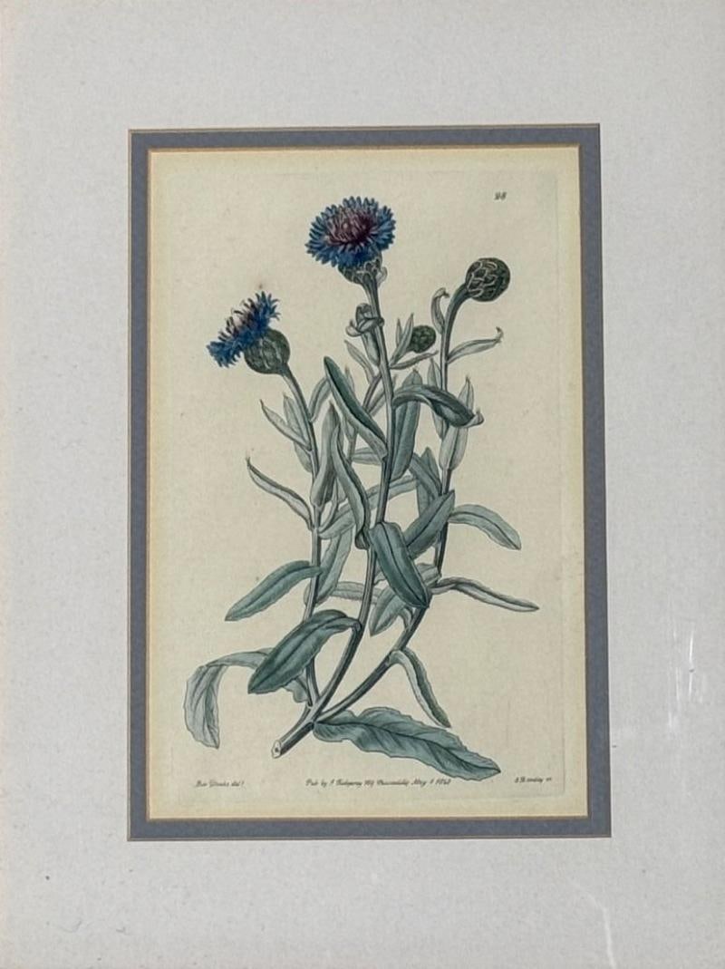 Traditional Wall Decor, Framed Floral Botanicals, Giltwood Frame, 19th c. - 7