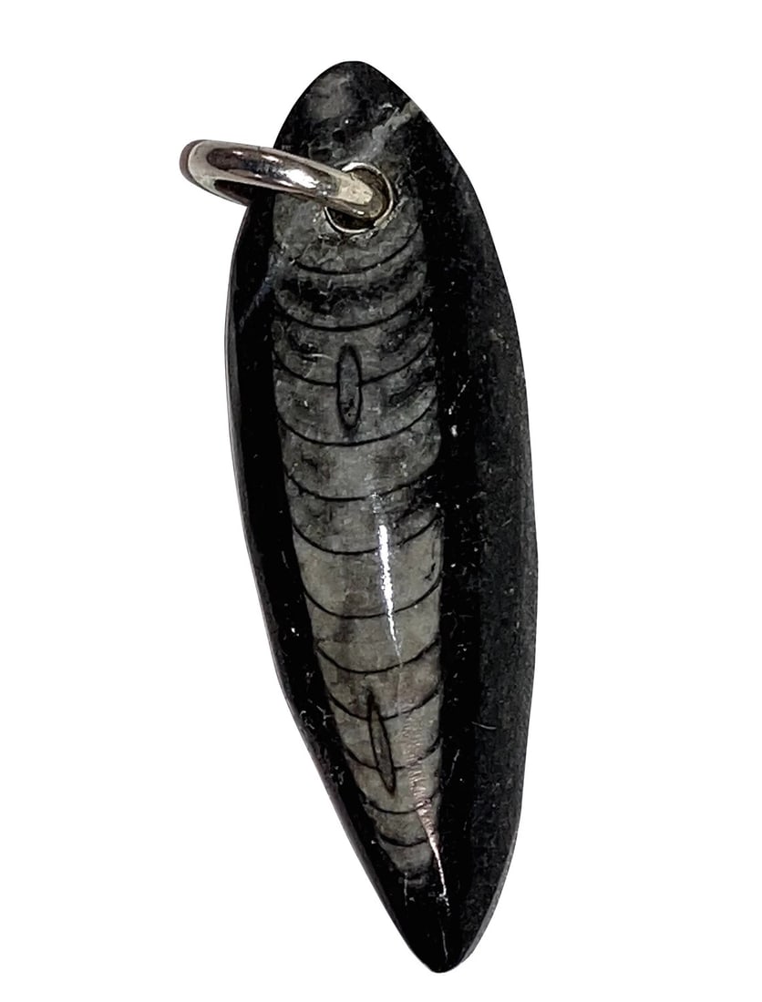 Hand Made Sterling Silver Polished Orthoceras Fossil Pendant - 2