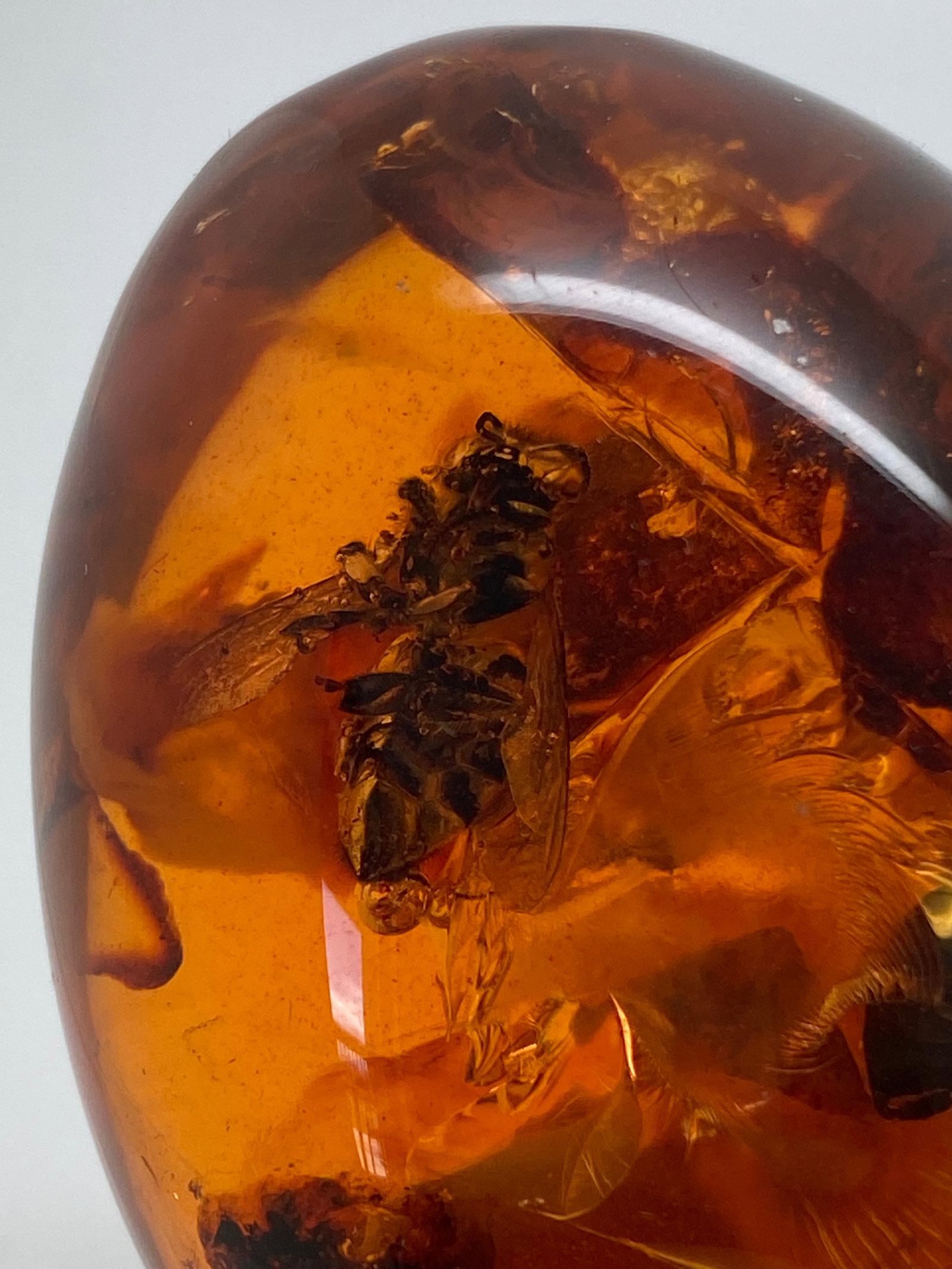 Stunning Amber Egg on a pedestal with insect inclusion - 3