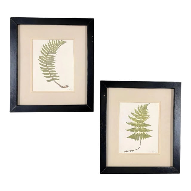 Victorian 1885 English Chromolithograph Fern Pair, Framed: Title: Victorian 1885 English Chromolithograph Fern Pair, Framed Description: Pair of antique 1885 chromolithographs of ferns. Broad Buckler Fern and Soft Prickly Shield Fern, from Francis George