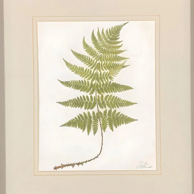 Victorian 1885 English Chromolithograph Fern Pair, Framed - 2