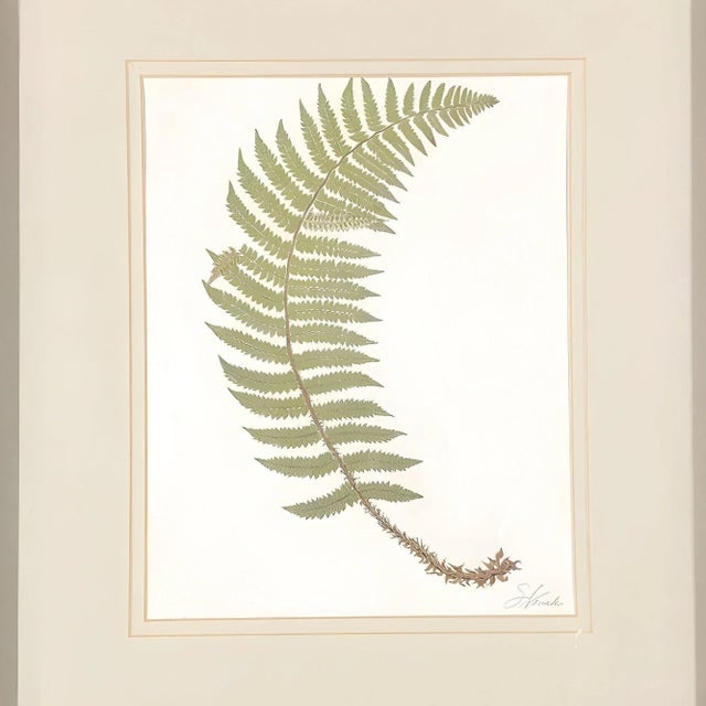 Victorian 1885 English Chromolithograph Fern Pair, Framed - 3