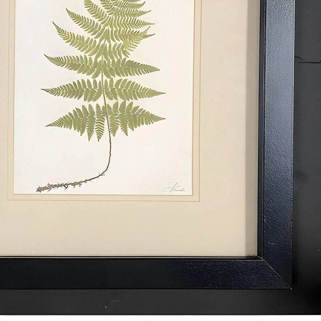 Victorian 1885 English Chromolithograph Fern Pair, Framed - 4