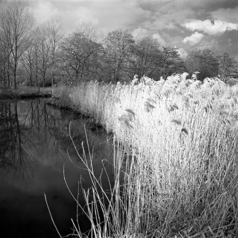 Edition 2/10 - Wild Grasses, Alder Carr, Suffolk - Silver Gelatin Photograph: Title: Edition 2/10 - Wild Grasses, Alder Carr, Suffolk - Silver Gelatin Photograph Dimension: 20 x 20 in Description:Edition 2/10 - Wild Grasses, Alder Carr, Suffolk - Silver Gelatin Photograph Paul 