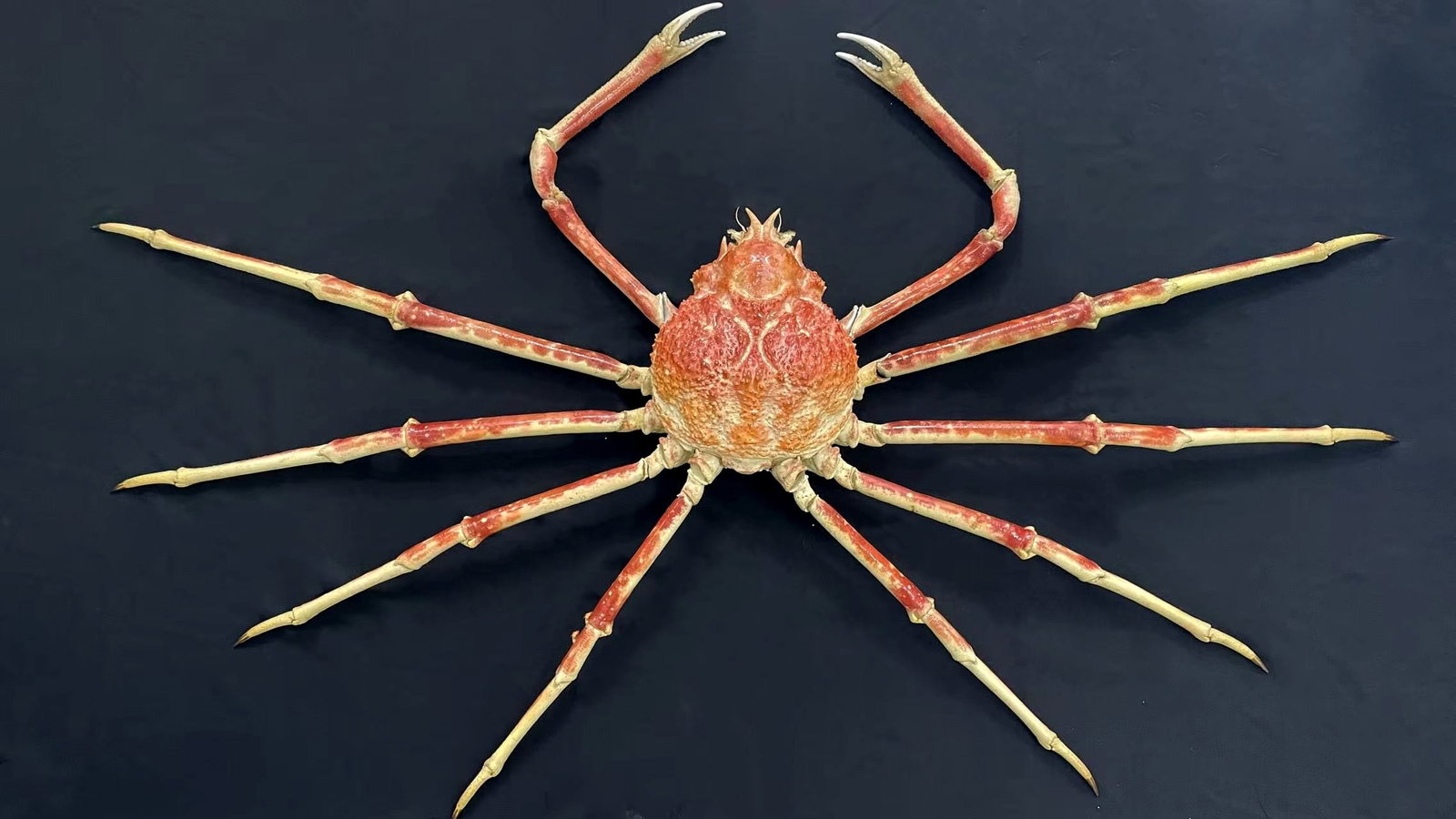1.55 Meter Repainted Japanese Spider Crab Macrocheira kaempferi (1 of 6)