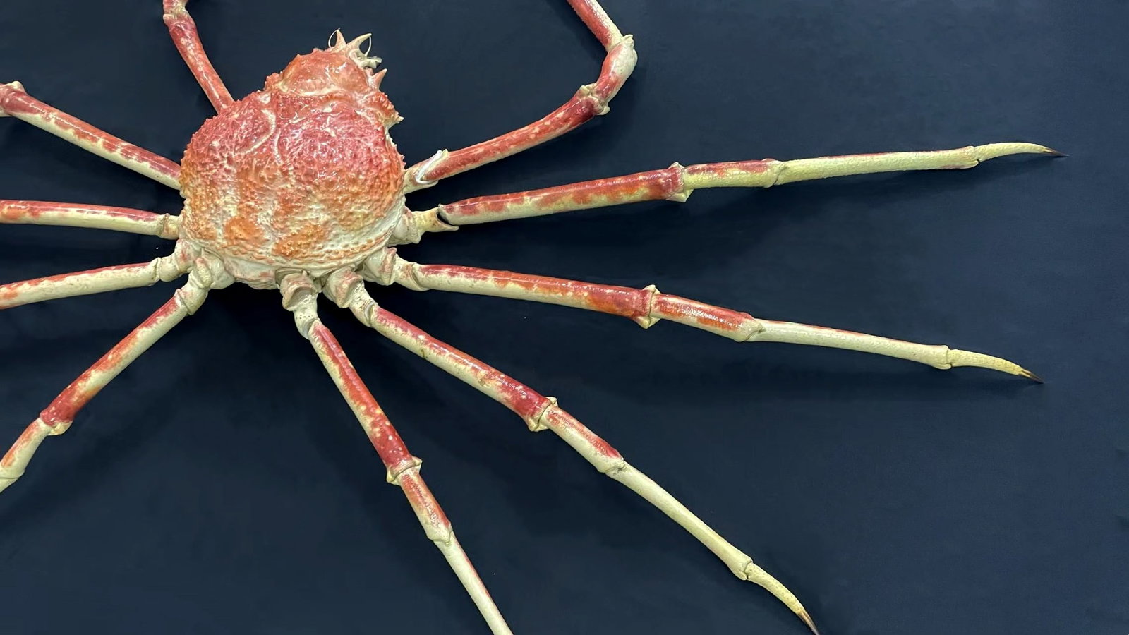1.55 Meter Repainted Japanese Spider Crab Macrocheira kaempferi - 2