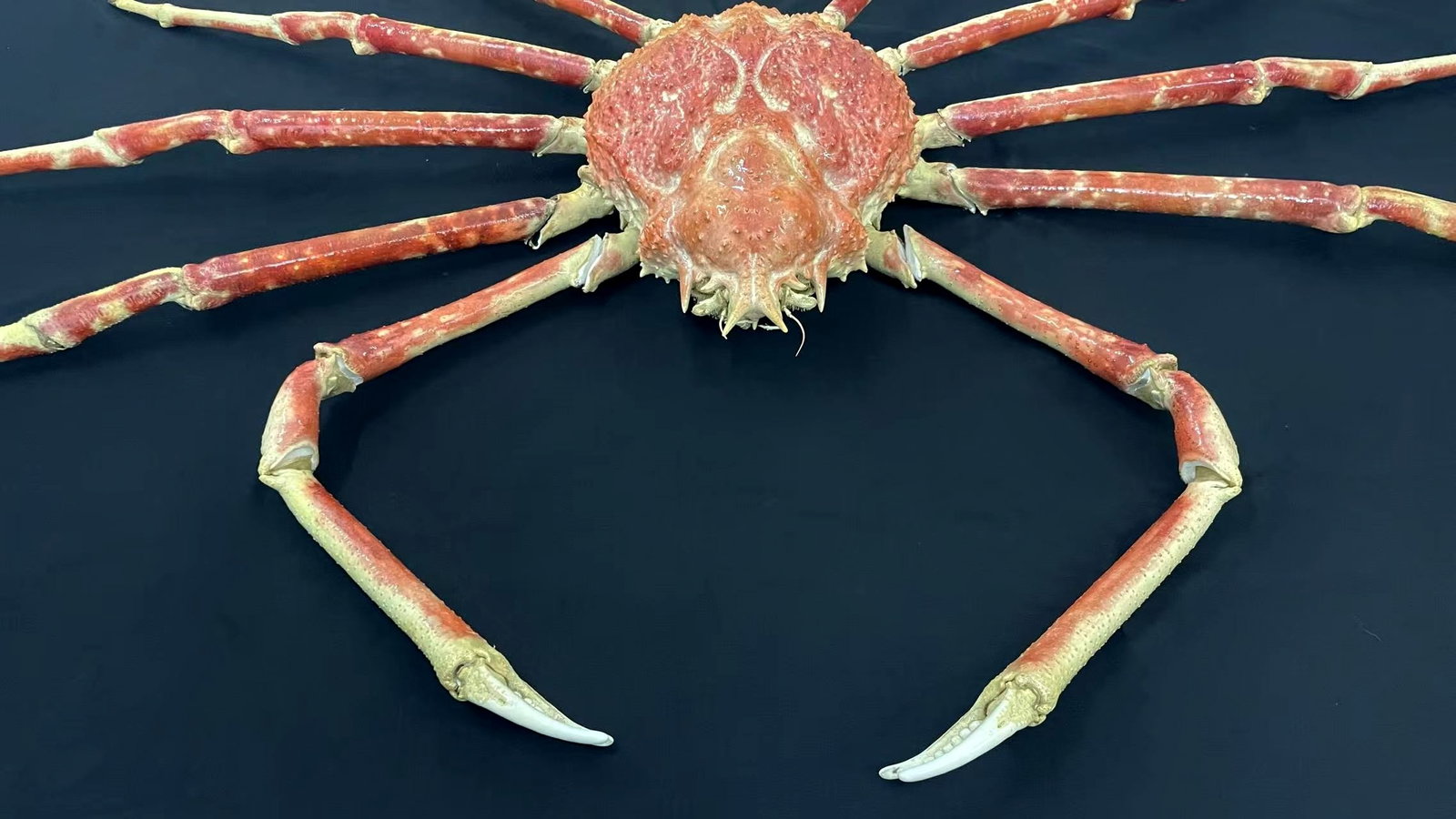 1.55 Meter Repainted Japanese Spider Crab Macrocheira kaempferi - 3