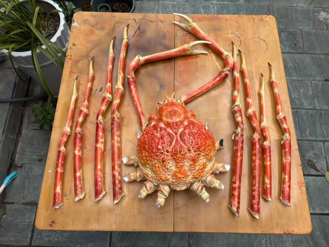 1.55 Meter Repainted Japanese Spider Crab Macrocheira kaempferi - 4