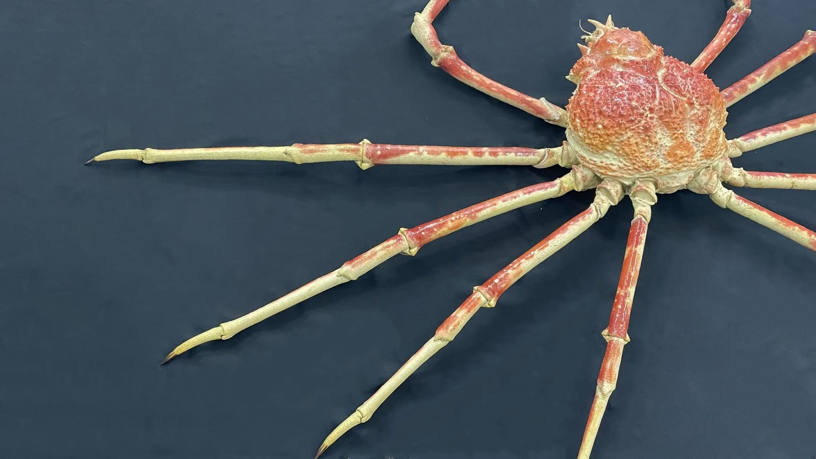 1.55 Meter Repainted Japanese Spider Crab Macrocheira kaempferi - 6