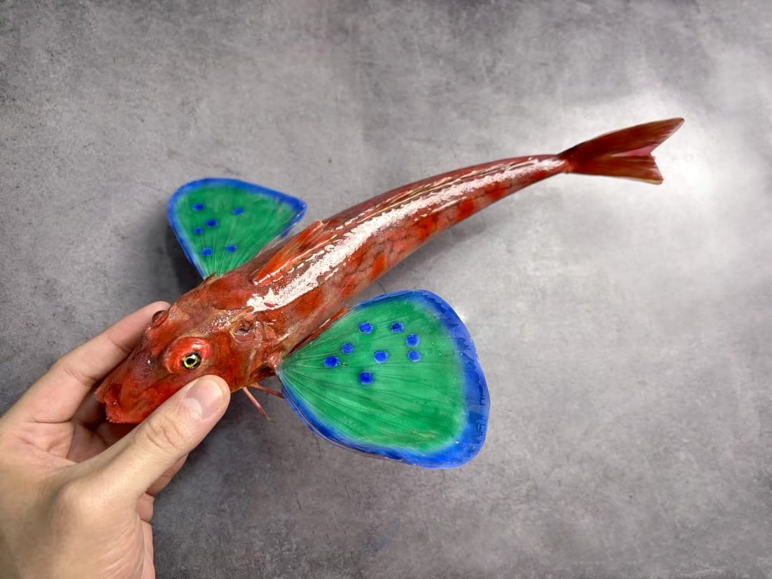 Rare Repainted Deep-sea Red-bended Sea Robin Lepidotrigla guentheri (1 of 5)