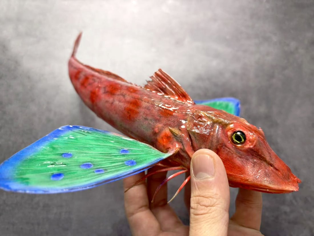 Rare Repainted Deep-sea Red-bended Sea Robin Lepidotrigla guentheri - 2