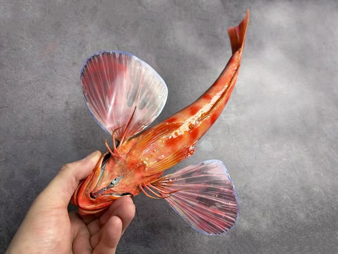 Rare Repainted Deep-sea Red-bended Sea Robin Lepidotrigla guentheri - 3
