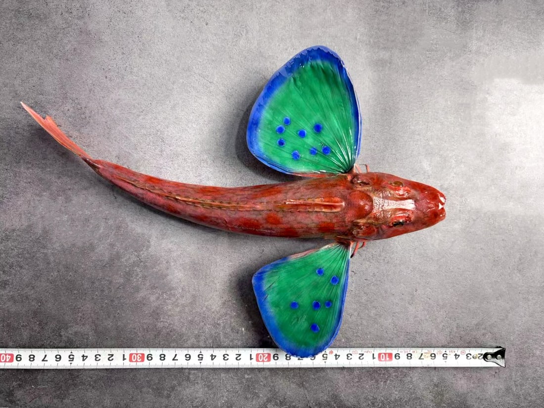 Rare Repainted Deep-sea Red-bended Sea Robin Lepidotrigla guentheri - 4