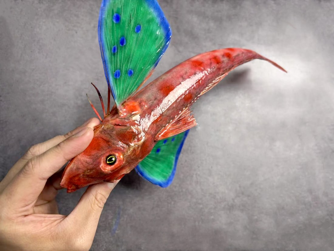 Rare Repainted Deep-sea Red-bended Sea Robin Lepidotrigla guentheri - 5