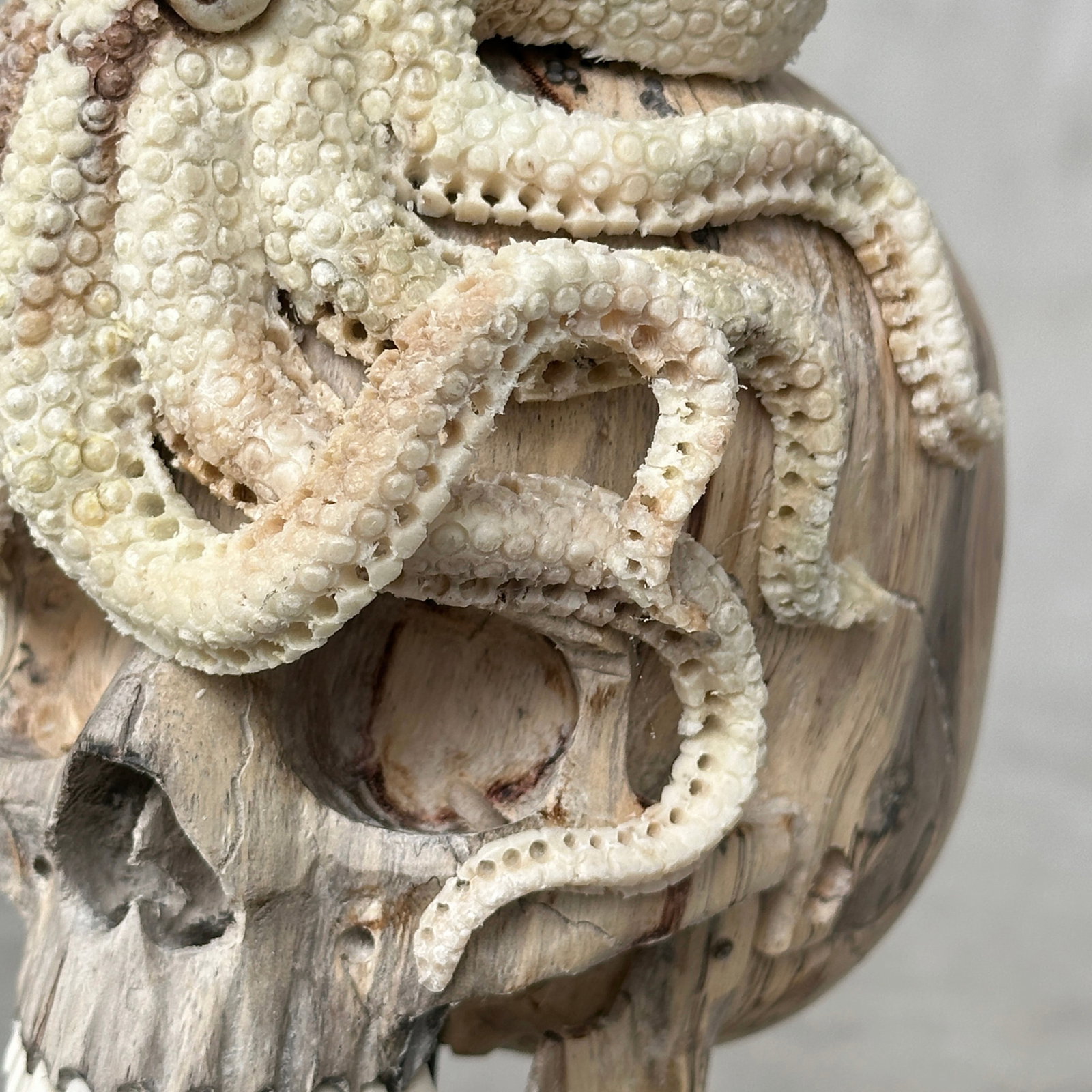 Carved human skull with a stunning carved octopus - 10