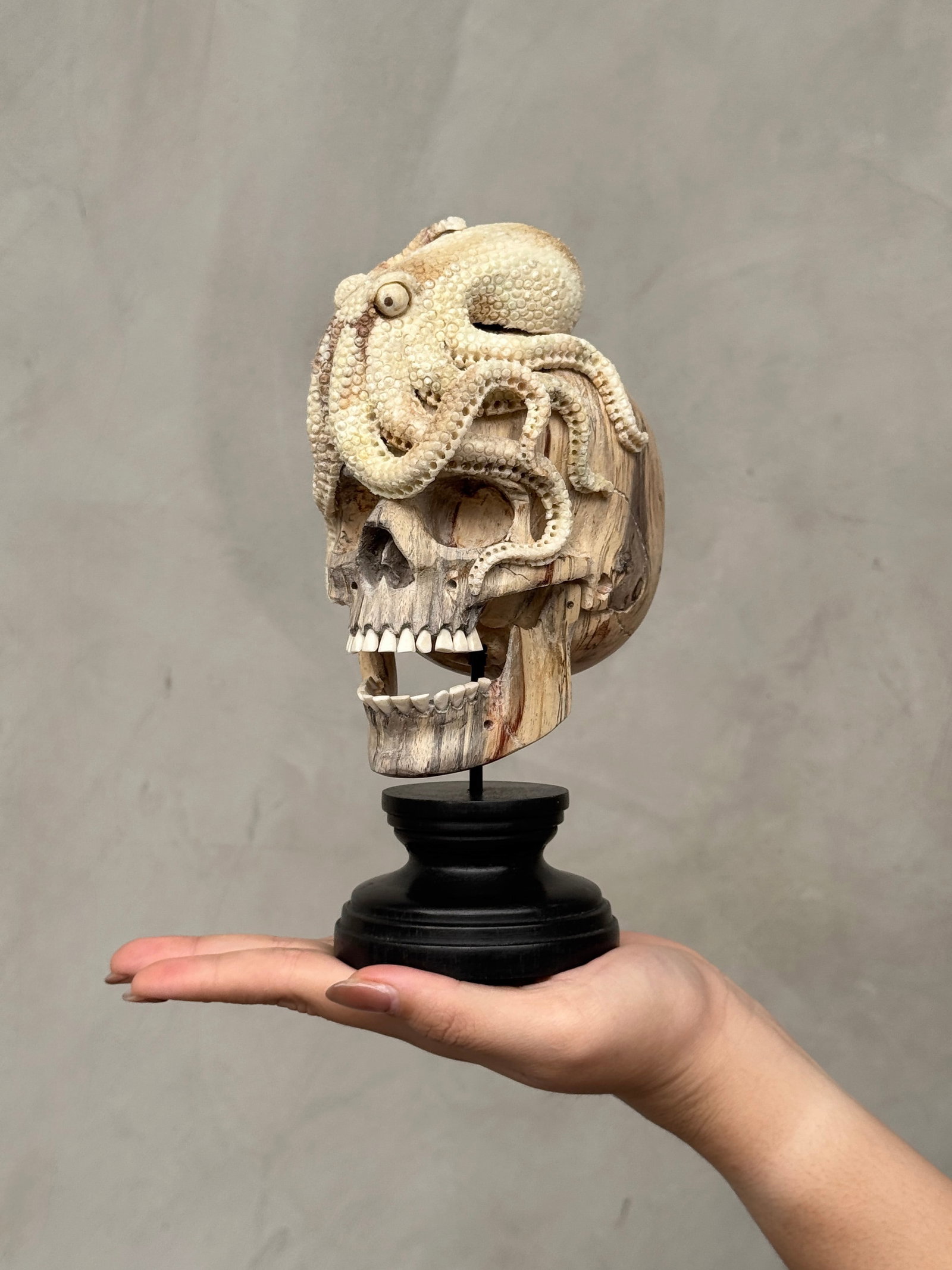 Carved human skull with a stunning carved octopus: Title: Carved grey ram skull - Flower mandala motif Maker:Unknown Origin: Indonesia Date/Period:2026 Materials:Ovis Aries, Bone, Horn Dimensions:Height: 48 cm / 18.9 inches Width: 45 cm / 17.7 inches