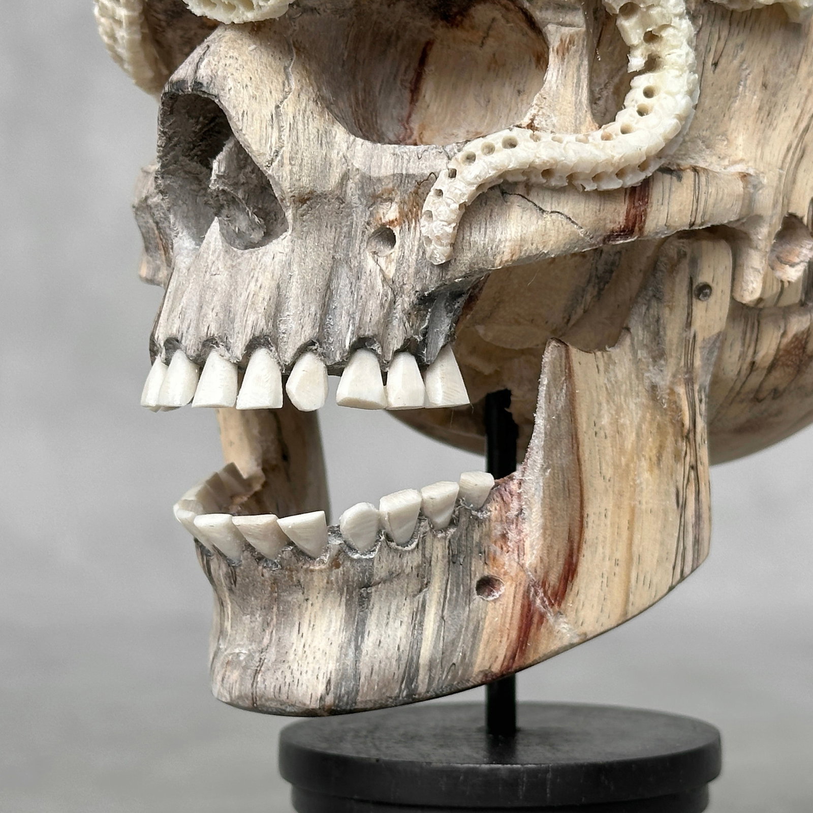 Carved human skull with a stunning carved octopus - 3