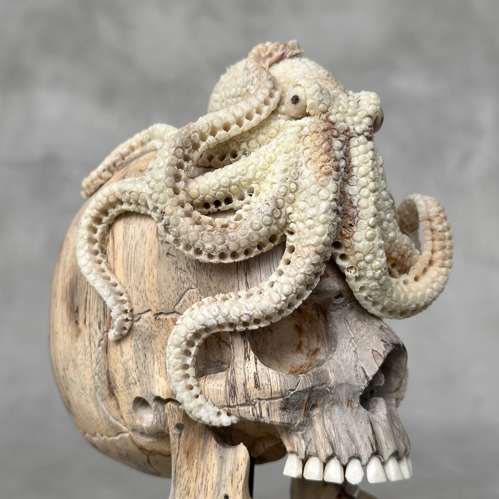 Carved human skull with a stunning carved octopus - 6