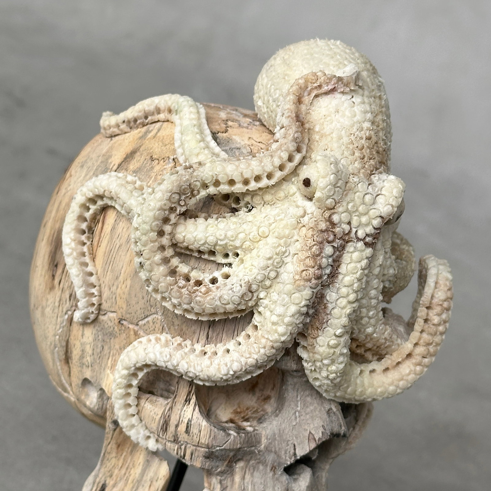 Carved human skull with a stunning carved octopus - 9