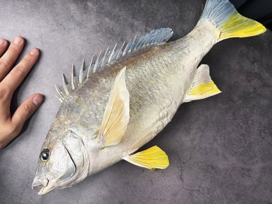 Yellowfin Seabream Acanthopagrus latus: Title: Yellowfin Seabream Acanthopagrus latus Description:Acanthopagrus latus, commonly known as the Yellowfin seabream, is a marine fish in the porgy family (Sparidae) found in the Indo-West