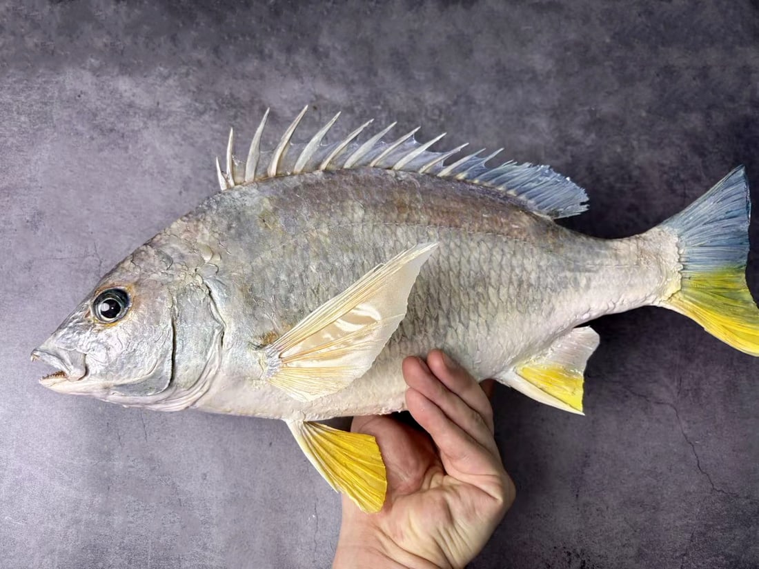 Yellowfin Seabream Acanthopagrus latus - 2