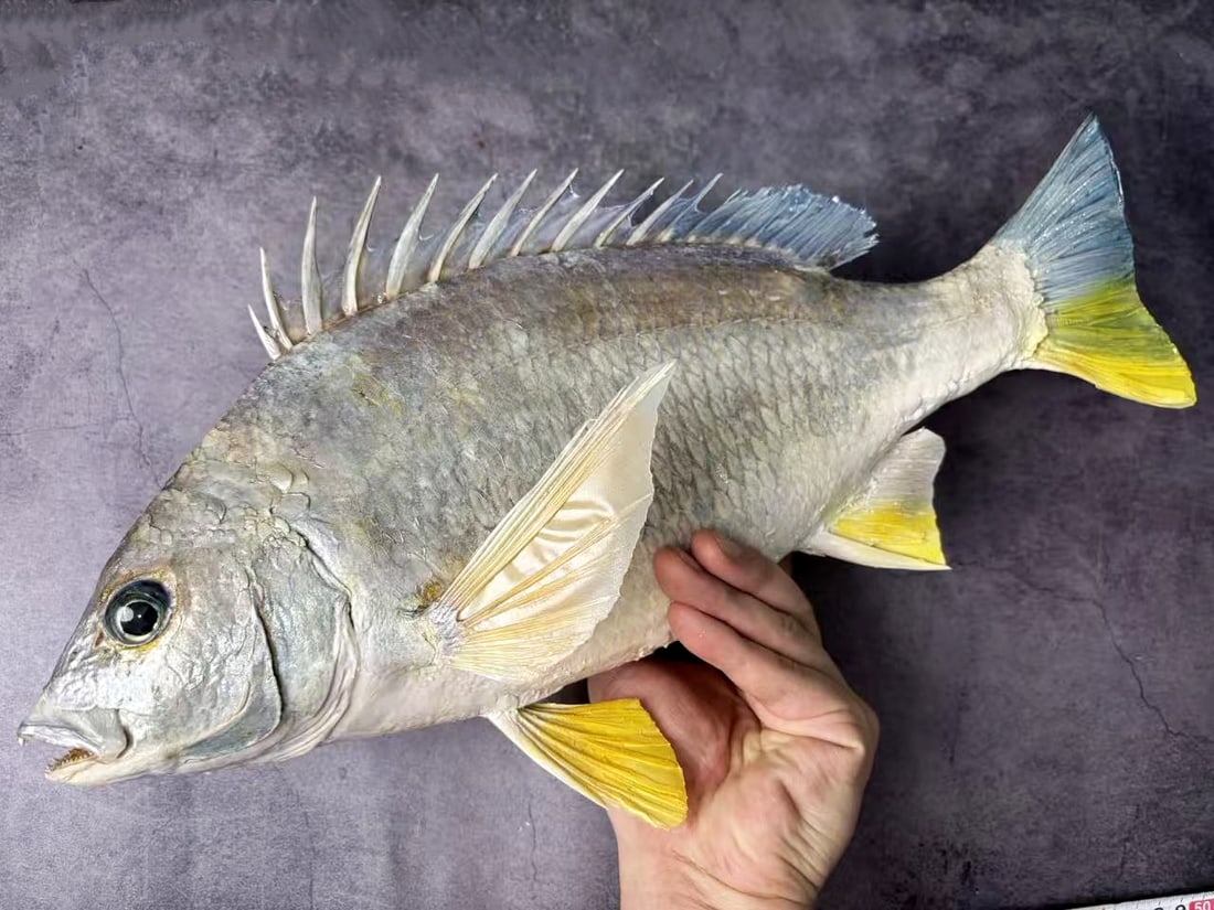 Yellowfin Seabream Acanthopagrus latus - 3