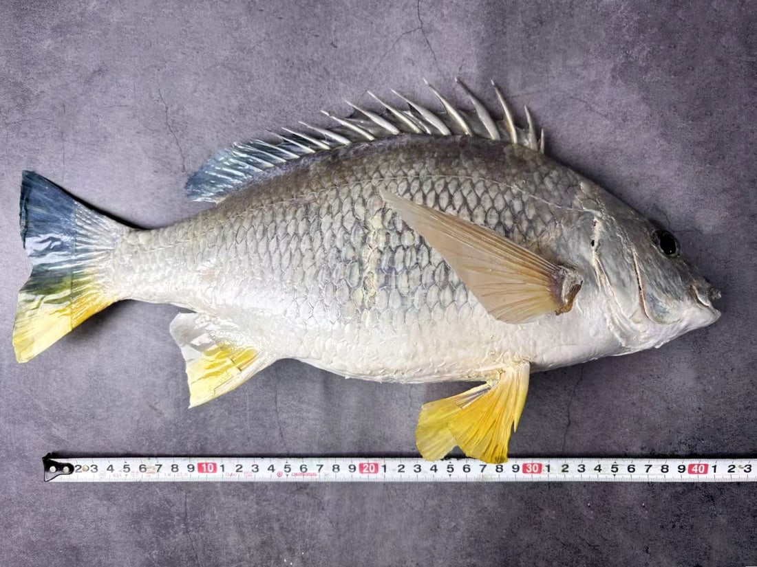 Yellowfin Seabream Acanthopagrus latus - 4