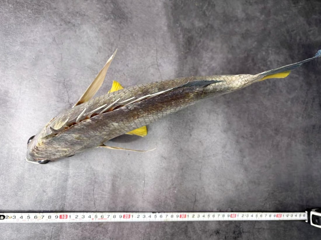 Yellowfin Seabream Acanthopagrus latus - 5