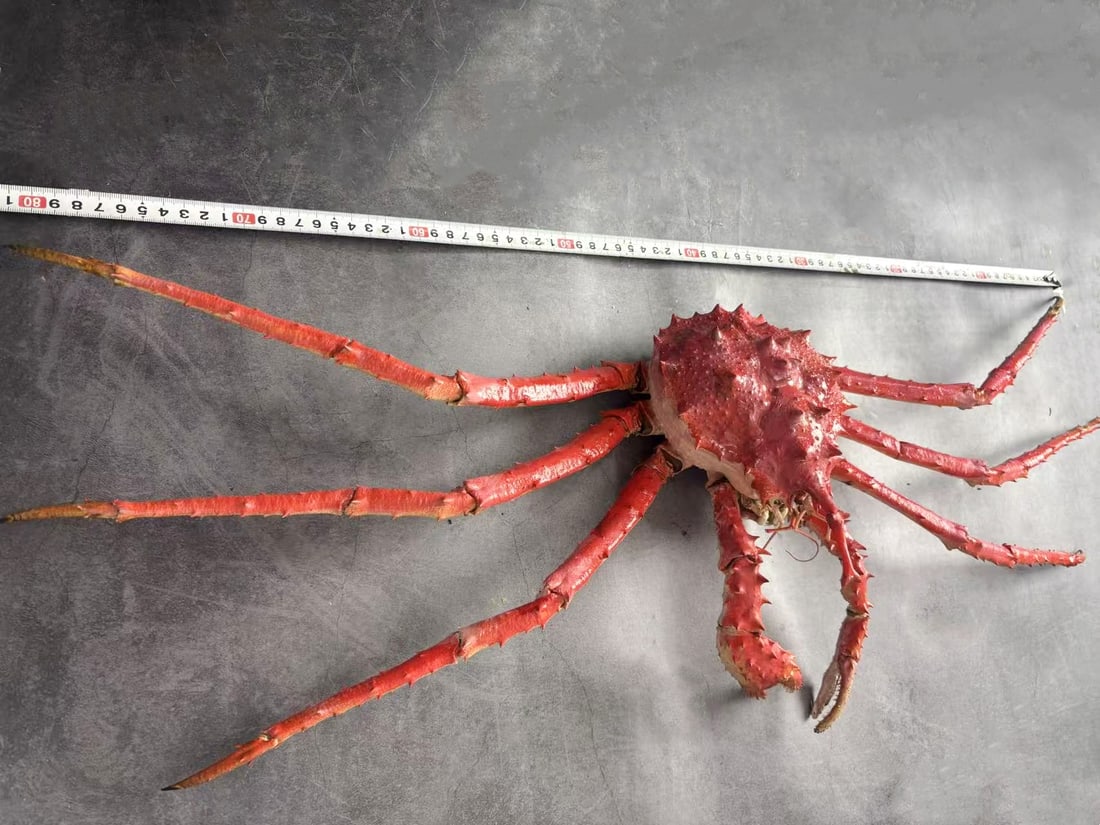 Very Large Deep-sea Rare Unicorn Crab Taxidermy Lithodes turritus (1 of 4)