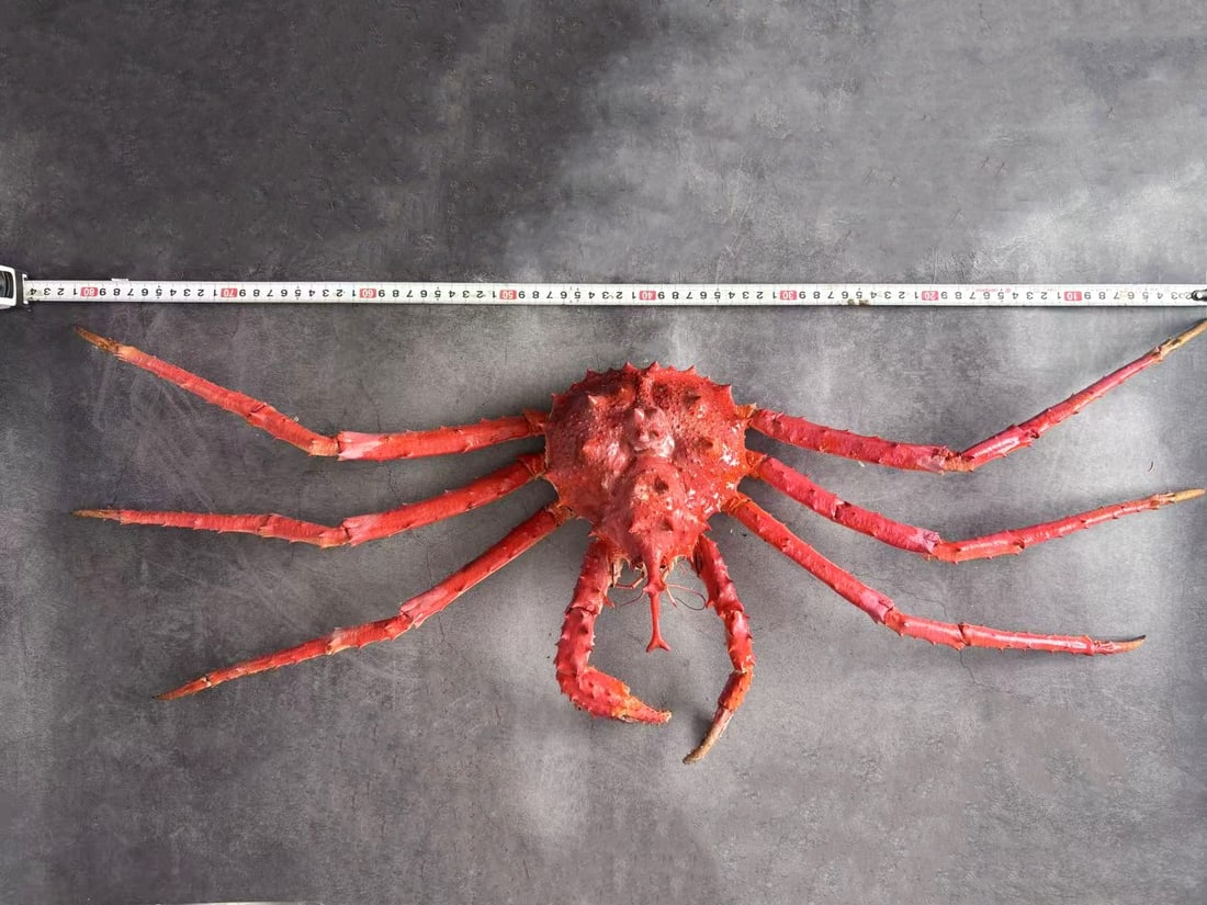 Very Large Deep-sea Rare Unicorn Crab Taxidermy Lithodes turritus - 2