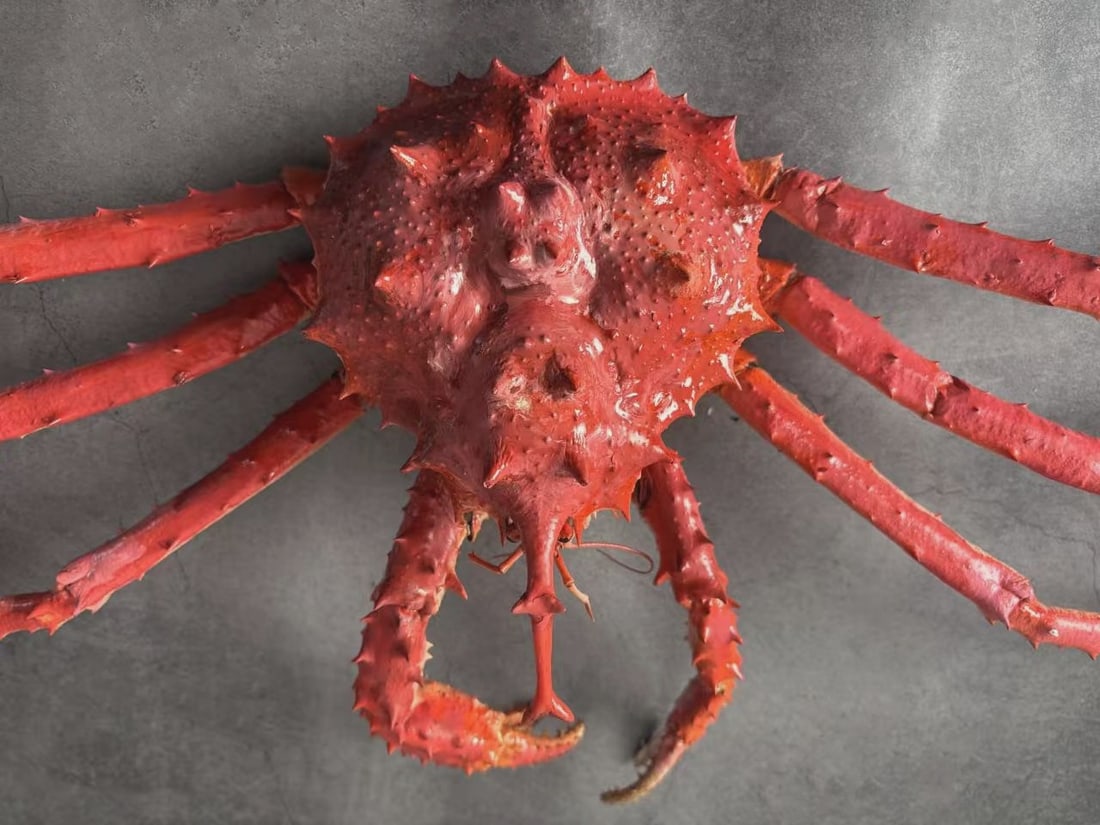 Very Large Deep-sea Rare Unicorn Crab Taxidermy Lithodes turritus - 3