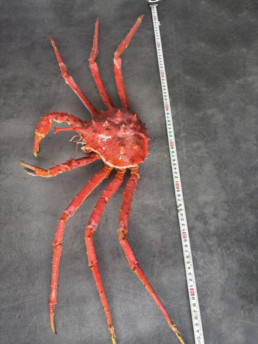 Very Large Deep-sea Rare Unicorn Crab Taxidermy Lithodes turritus - 4