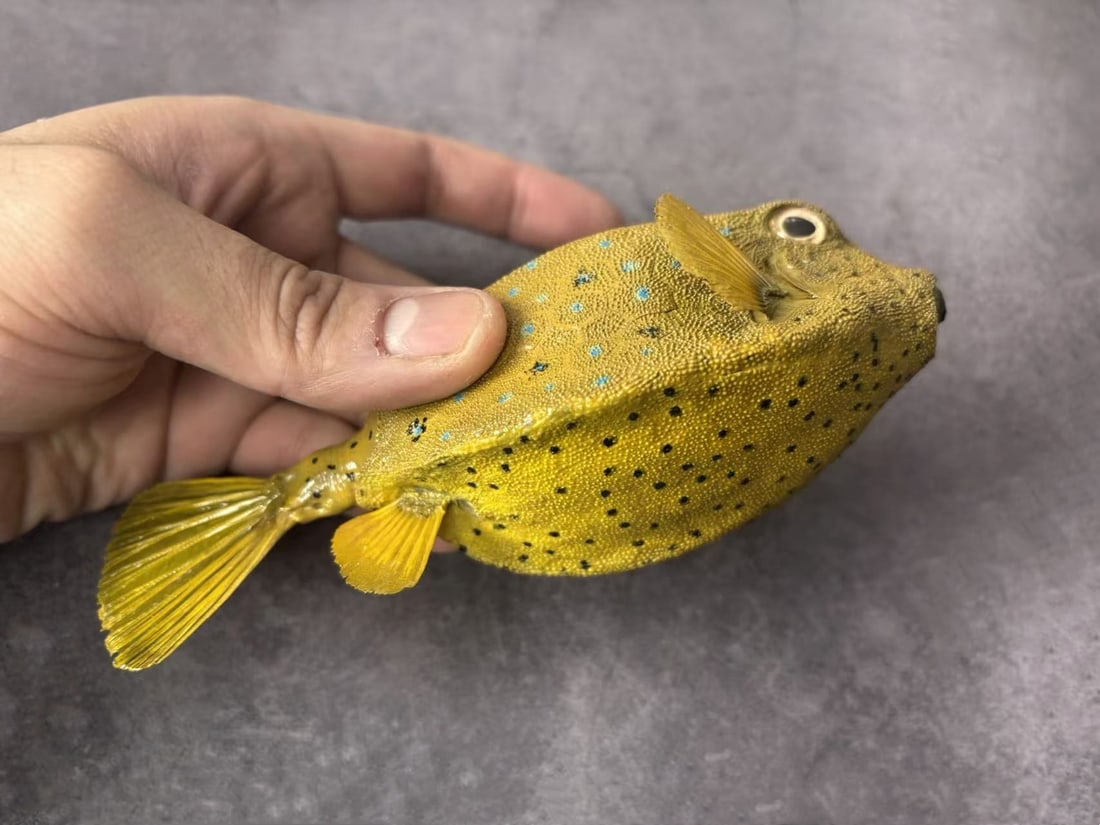 Repainted Yellow Boxfish Ostracion cubicus: Title: Repainted Yellow Boxfish Ostracion cubicus Description:The yellow boxfish (Ostracion cubicus) is a striking, reef-dwelling marine fish famous for its bright yellow, polka-dotted juvenile stage 