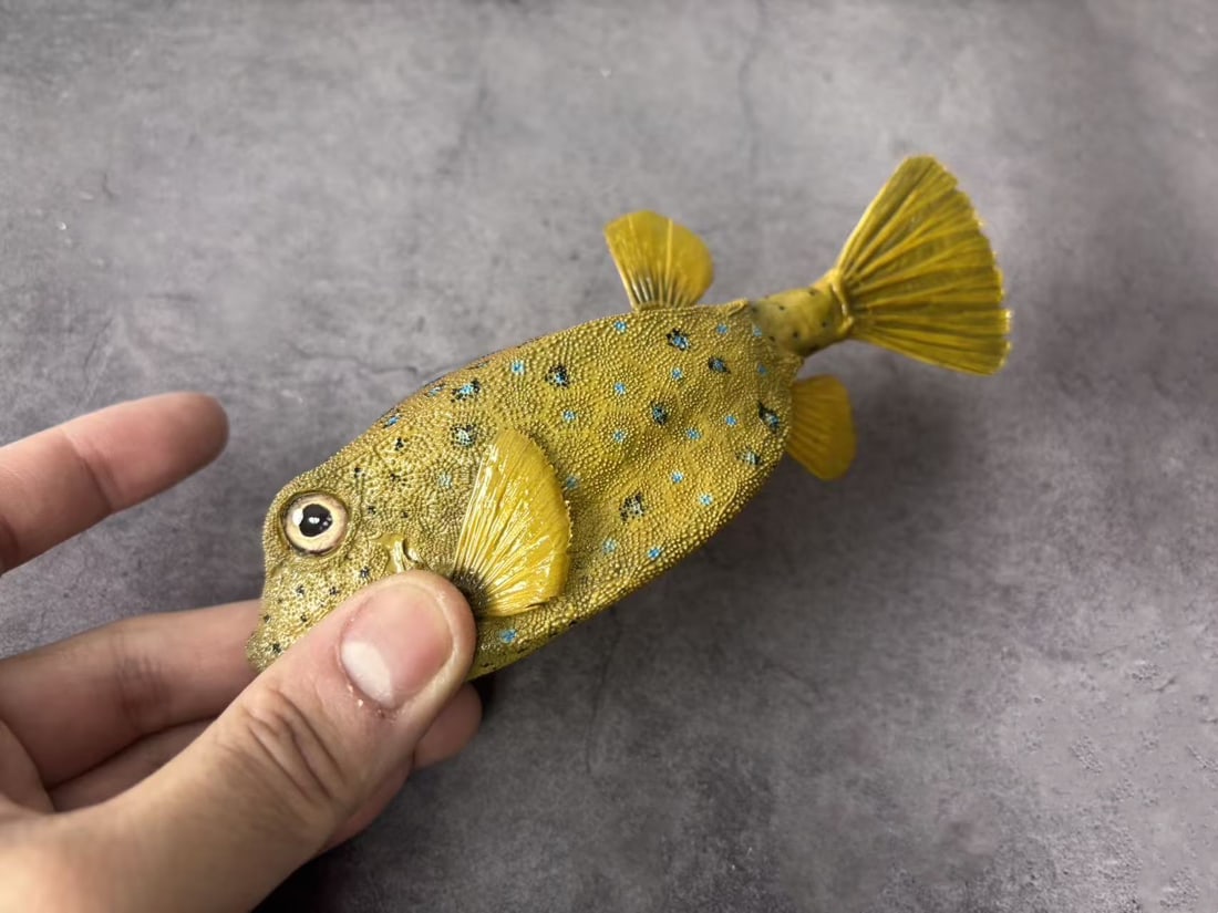 Repainted Yellow Boxfish Ostracion cubicus - 4