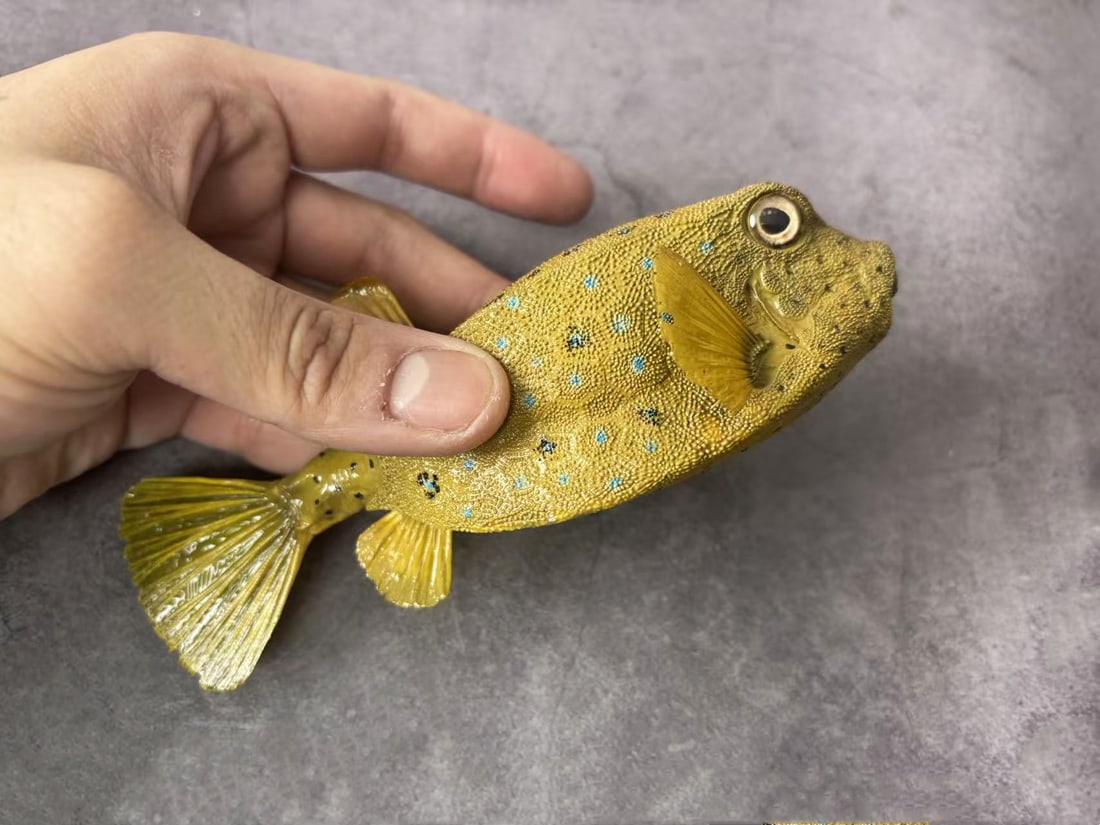 Repainted Yellow Boxfish Ostracion cubicus - 5