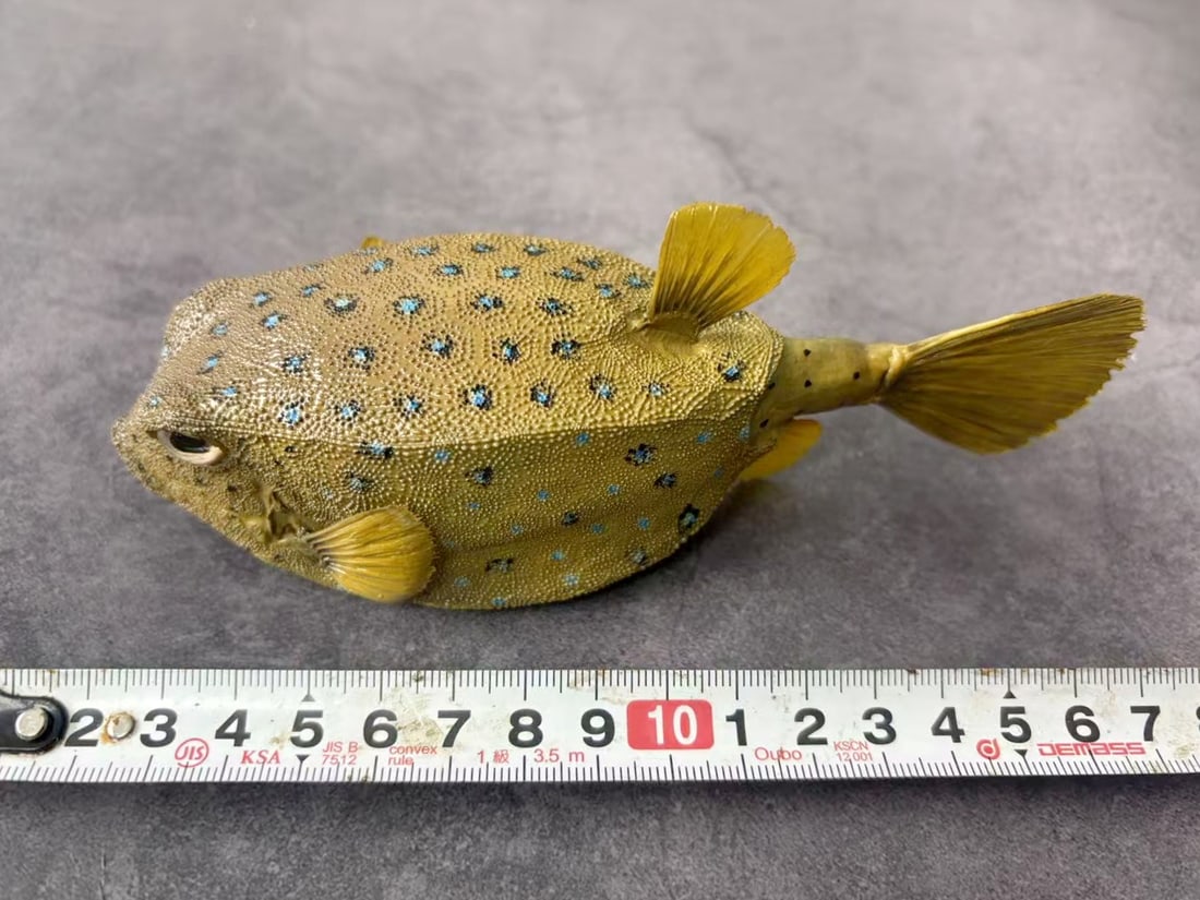 Repainted Yellow Boxfish Ostracion cubicus - 6