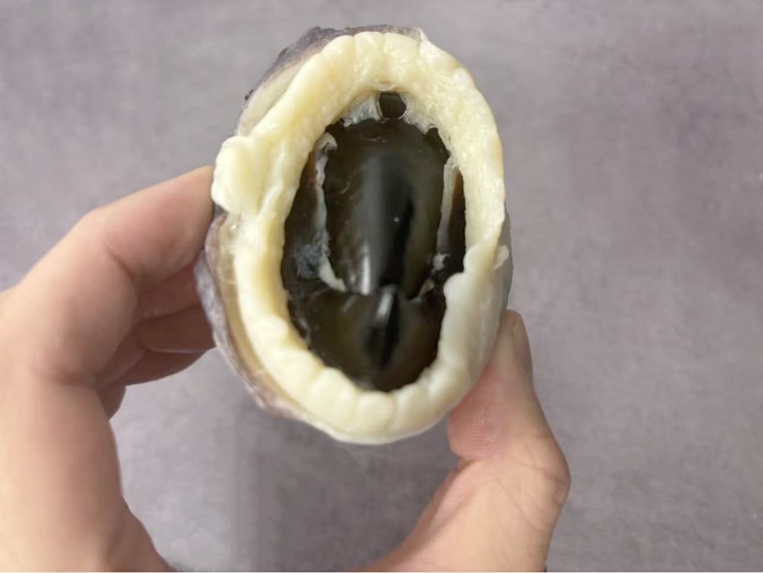 Plastination Giant Squid Beak (1 of 5)