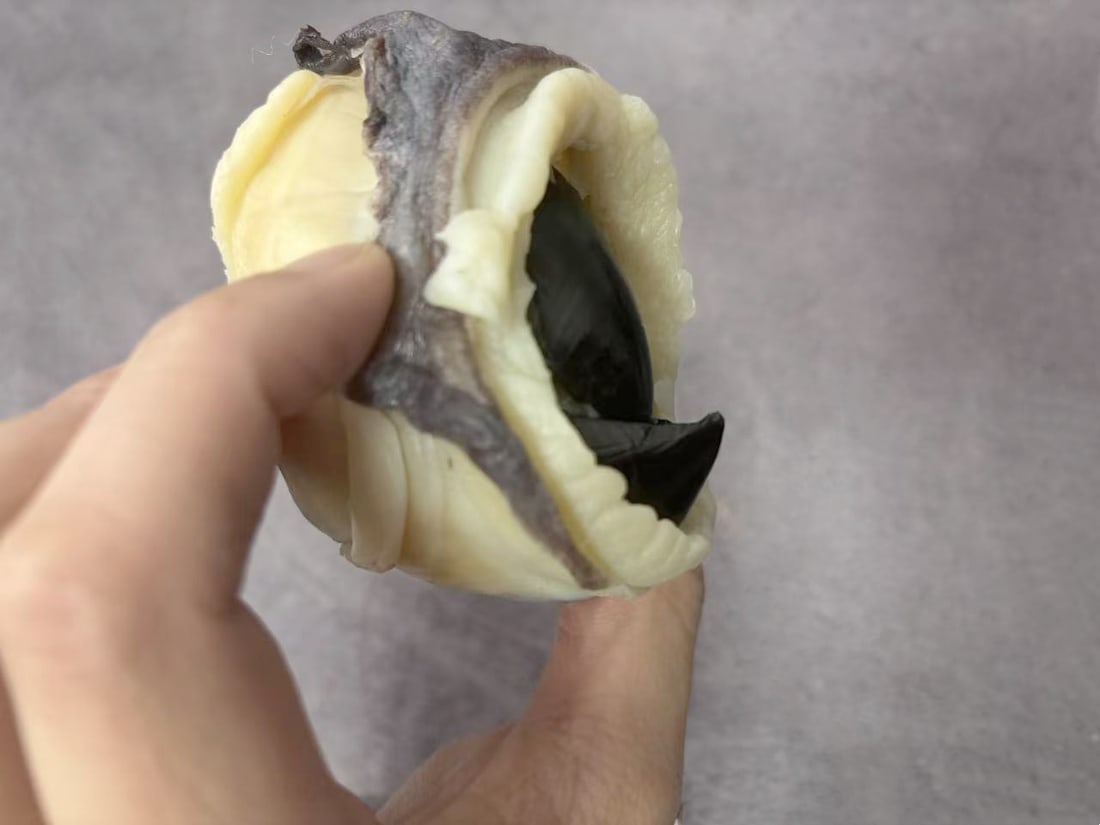 Plastination Giant Squid Beak - 2