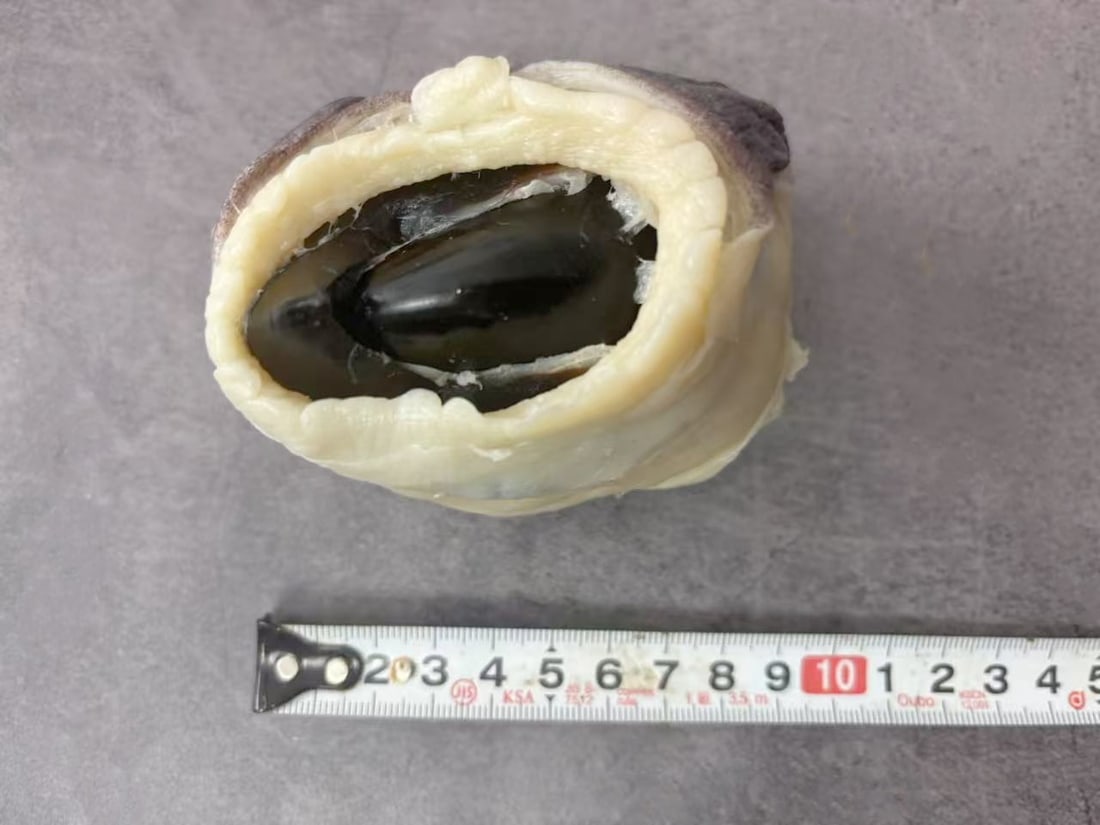 Plastination Giant Squid Beak - 3