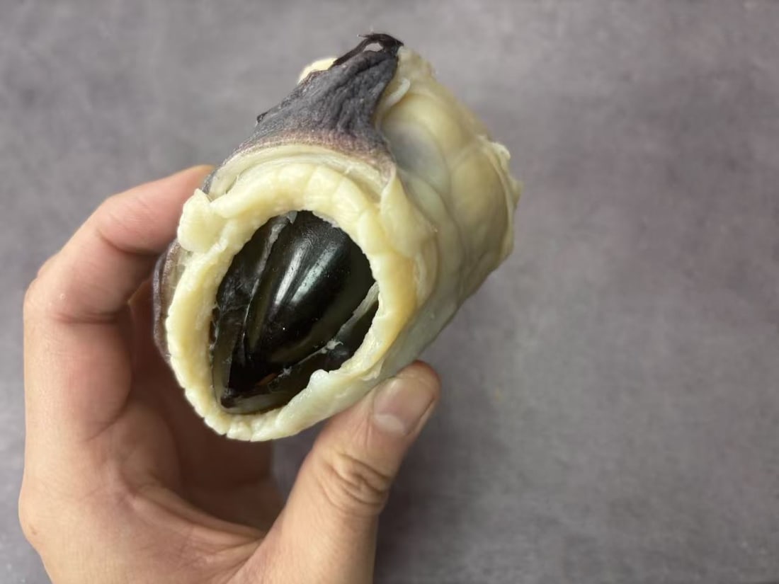 Plastination Giant Squid Beak - 4