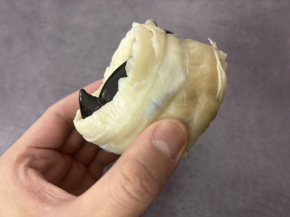 Plastination Giant Squid Beak - 5