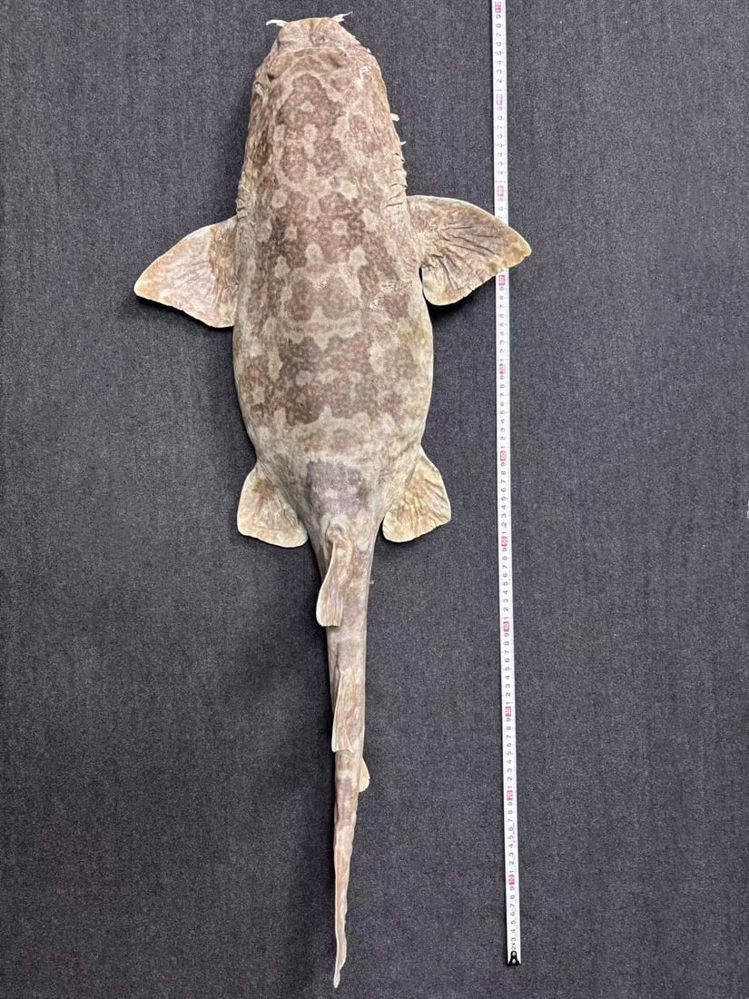 Very Large Rare Orectolobus japonicus Wobbegong Carpet Fish - 10
