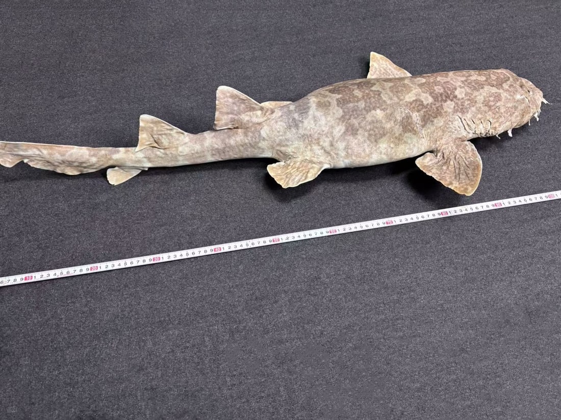 Very Large Rare Orectolobus japonicus Wobbegong Carpet Fish - 11