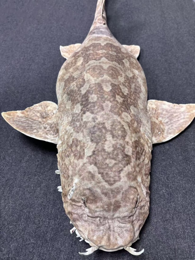 Very Large Rare Orectolobus japonicus Wobbegong Carpet Fish (1 of 11)
