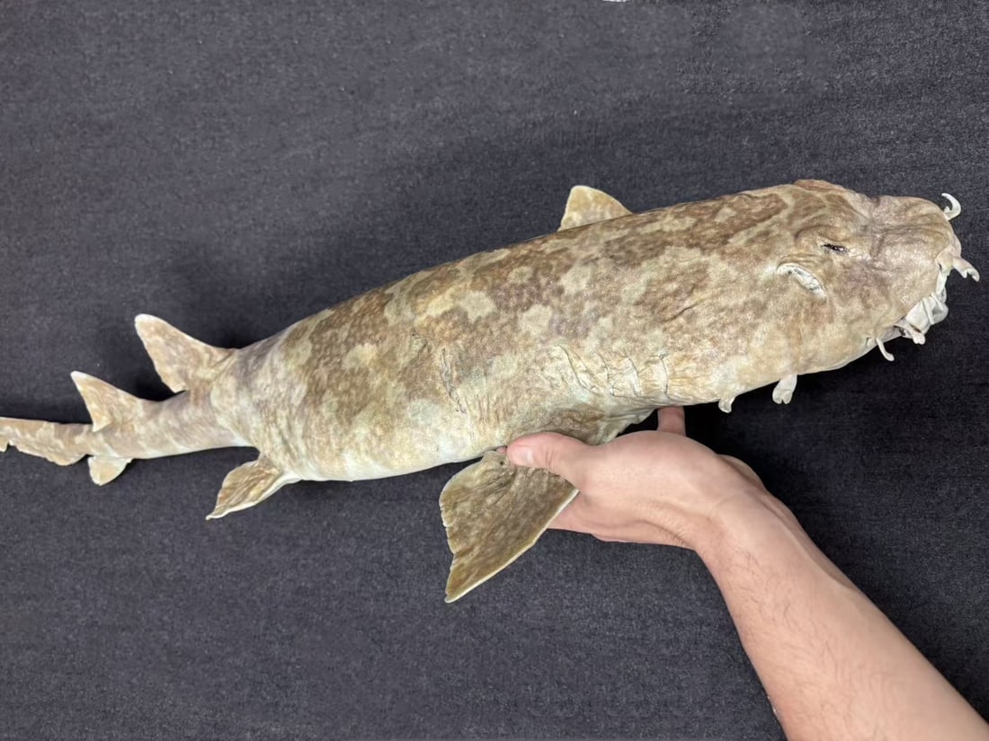 Very Large Rare Orectolobus japonicus Wobbegong Carpet Fish - 2