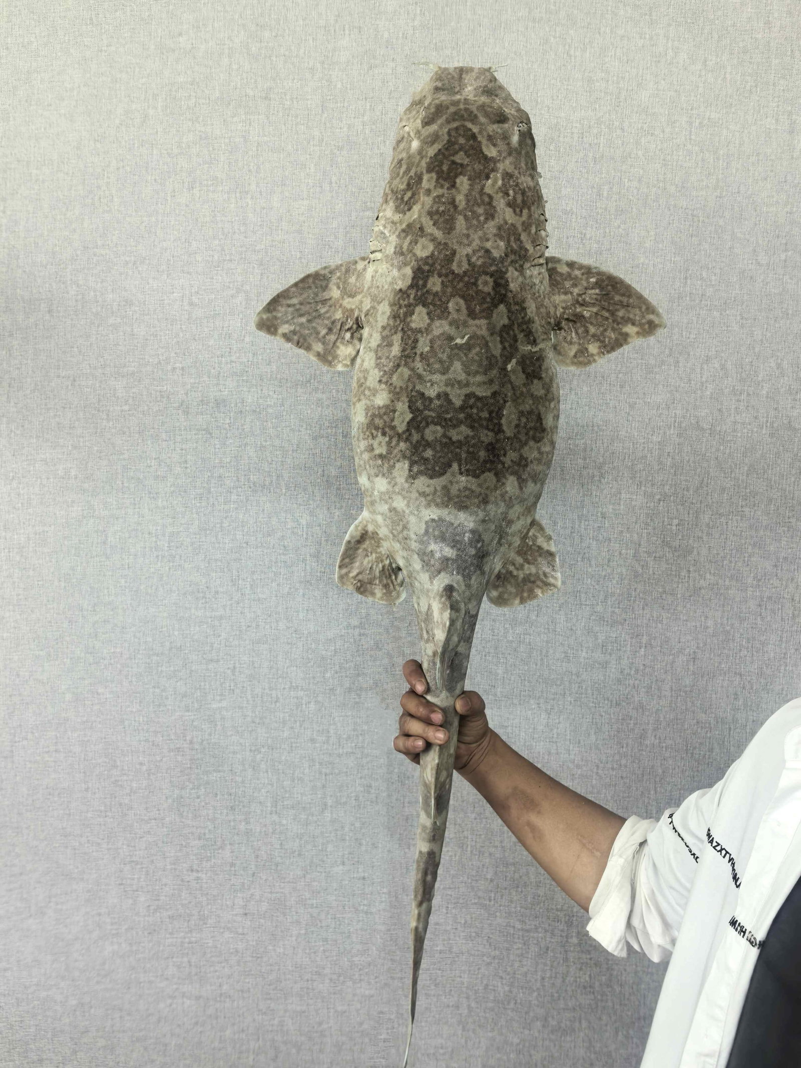 Very Large Rare Orectolobus japonicus Wobbegong Carpet Fish - 3