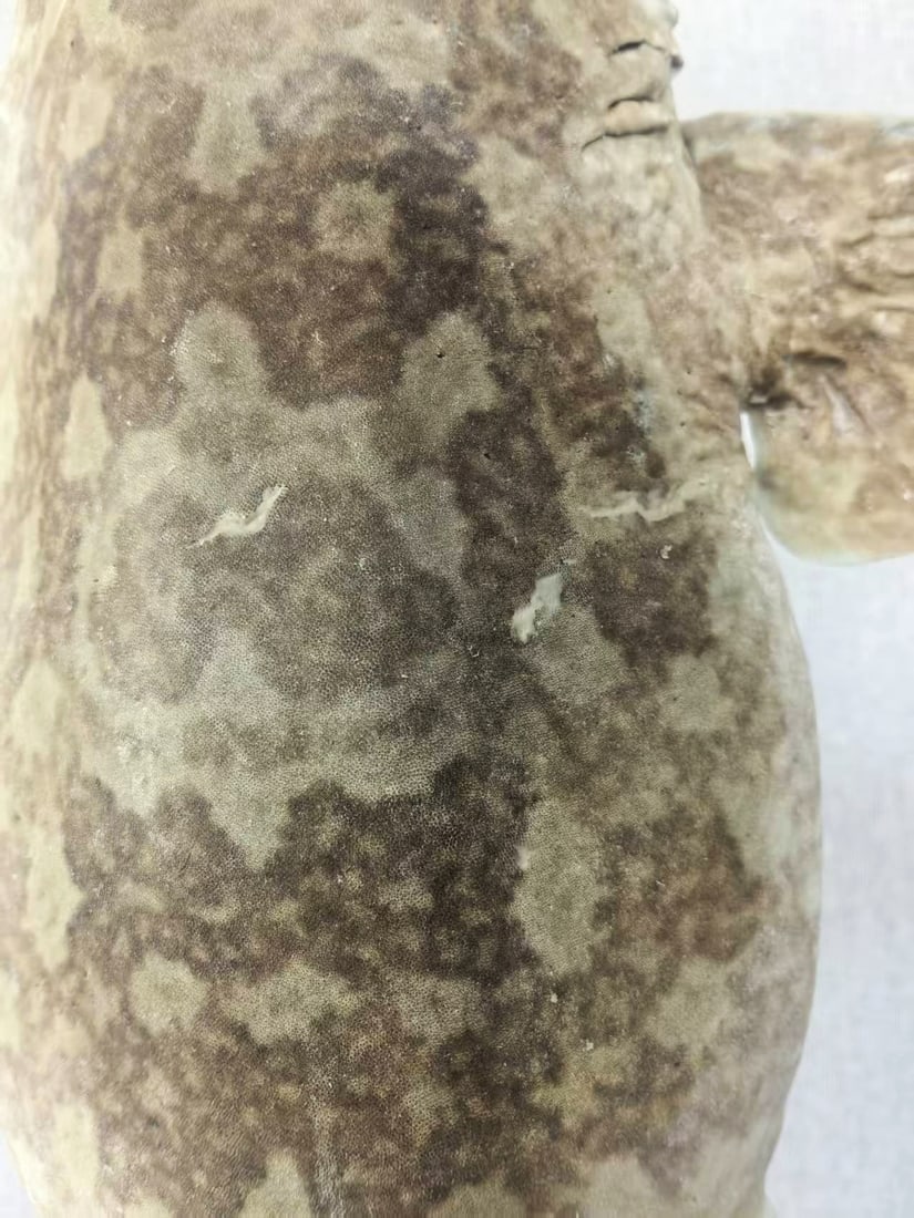 Very Large Rare Orectolobus japonicus Wobbegong Carpet Fish - 4