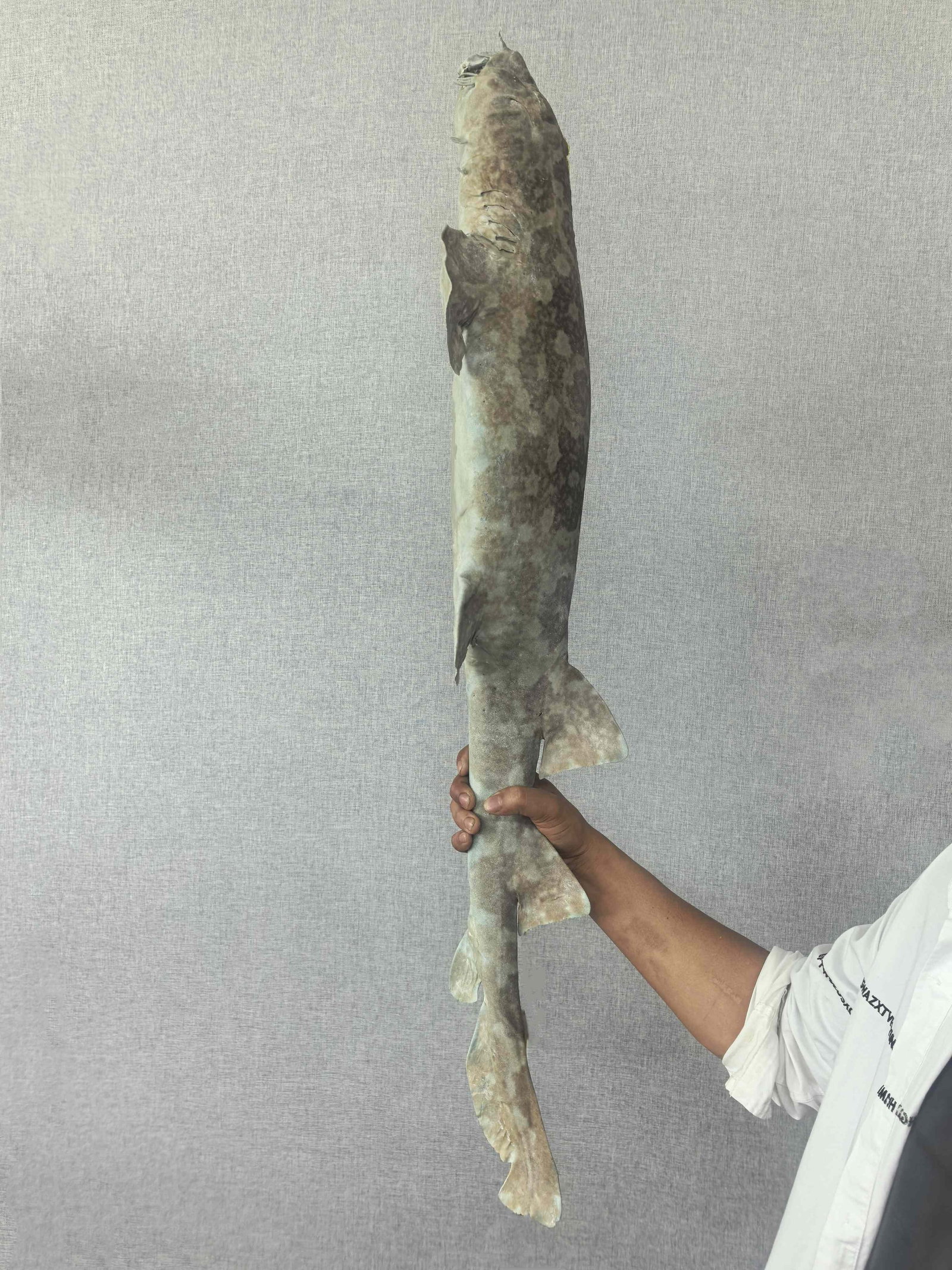 Very Large Rare Orectolobus japonicus Wobbegong Carpet Fish - 5