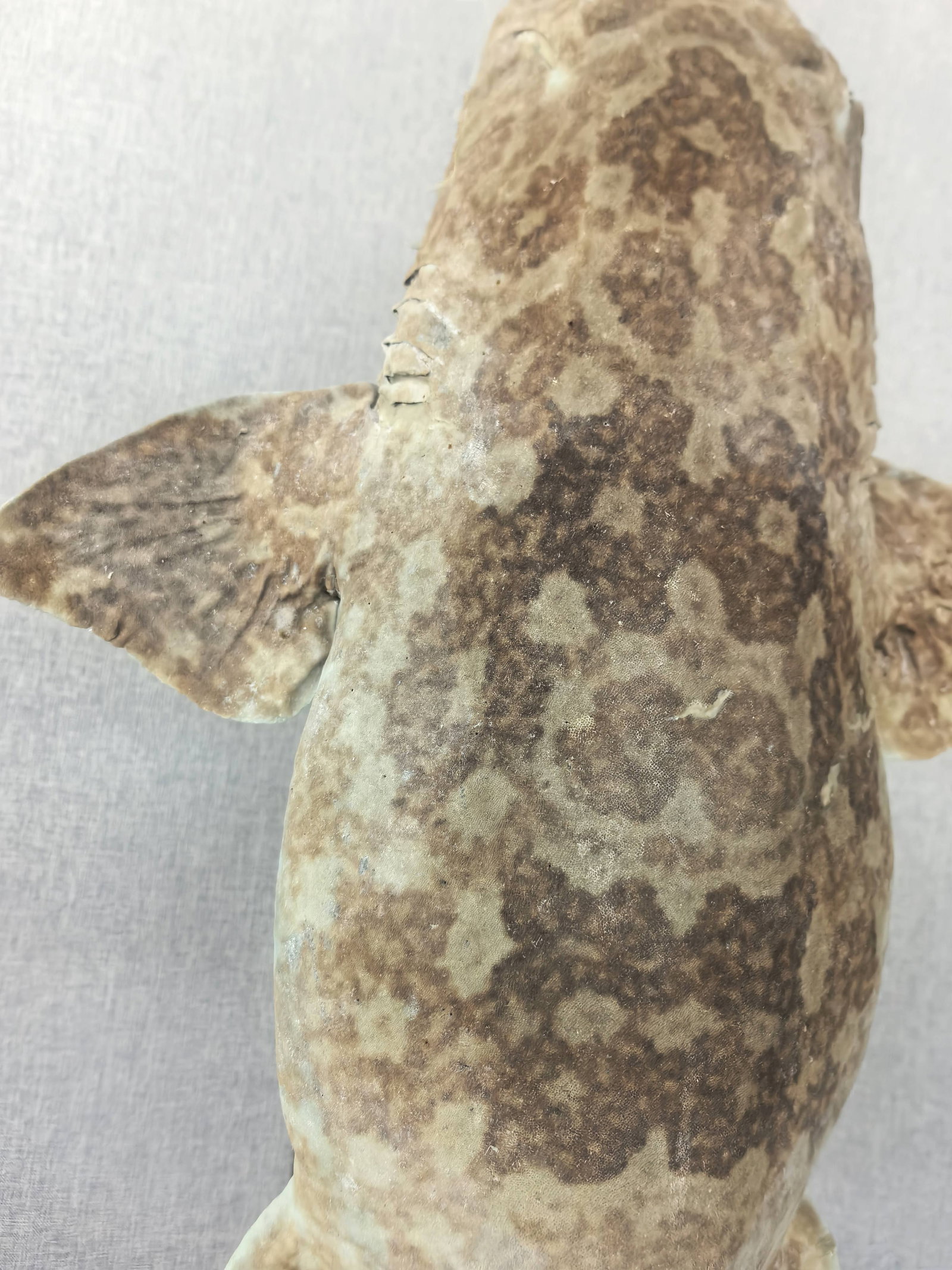Very Large Rare Orectolobus japonicus Wobbegong Carpet Fish - 6